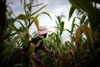 An ethnic Dai farmer picks corn in her cornfield at Nuodong village of Menghai county