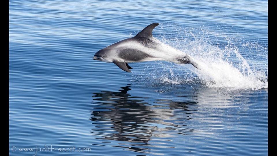 One of the dolphins followed the boat and exhibited a huge dive, Scott said.