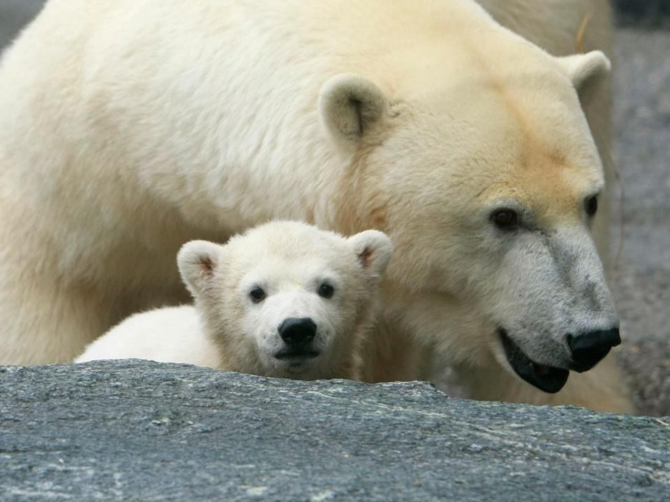 polar bear cub