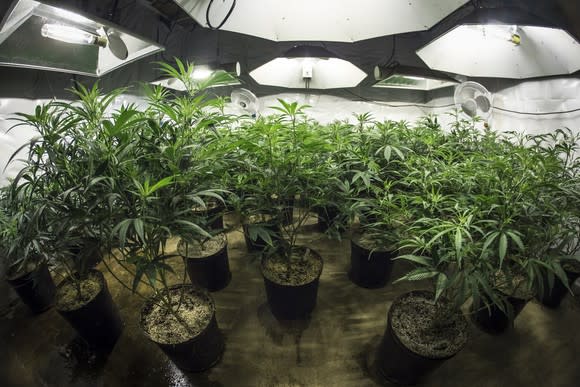 Potted cannabis plants under special lighting in an indoor grow facility.