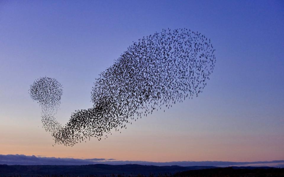 Starlings flock to a winter roost in Gloucestershire - Credit: Alamy