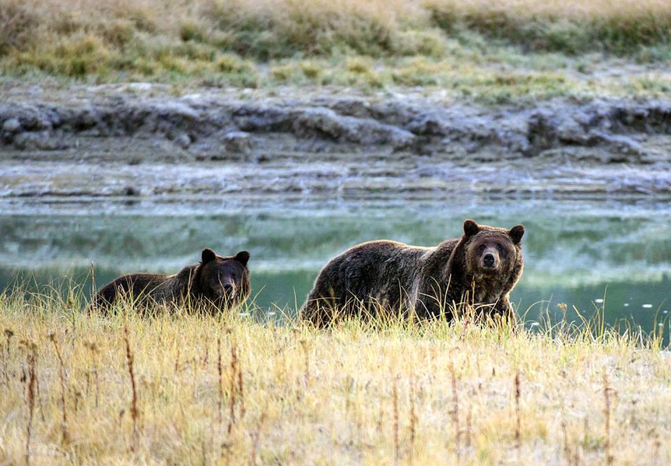 A bear and cub walking along a river in Yellowstone National Park.