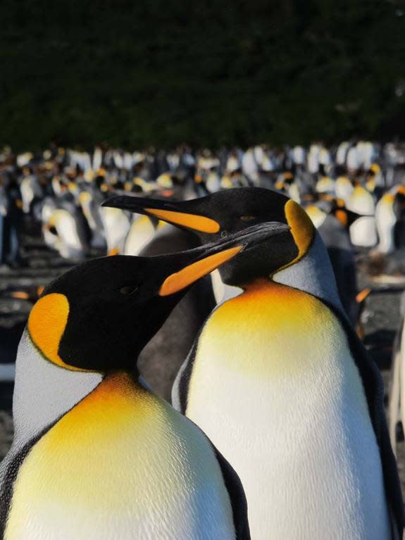 The king penguins come ashore on the sub-antarctic island to breed each year. Hundreds of the penguins waddle onto land to find a mate, and hopefully, make some chicks.