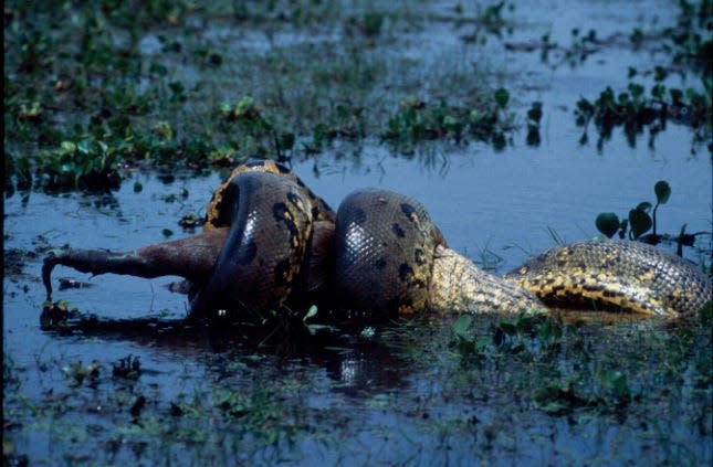 The newly discovered northern green anaconda lurks in the waters on the Amazon's Orinoco basin.