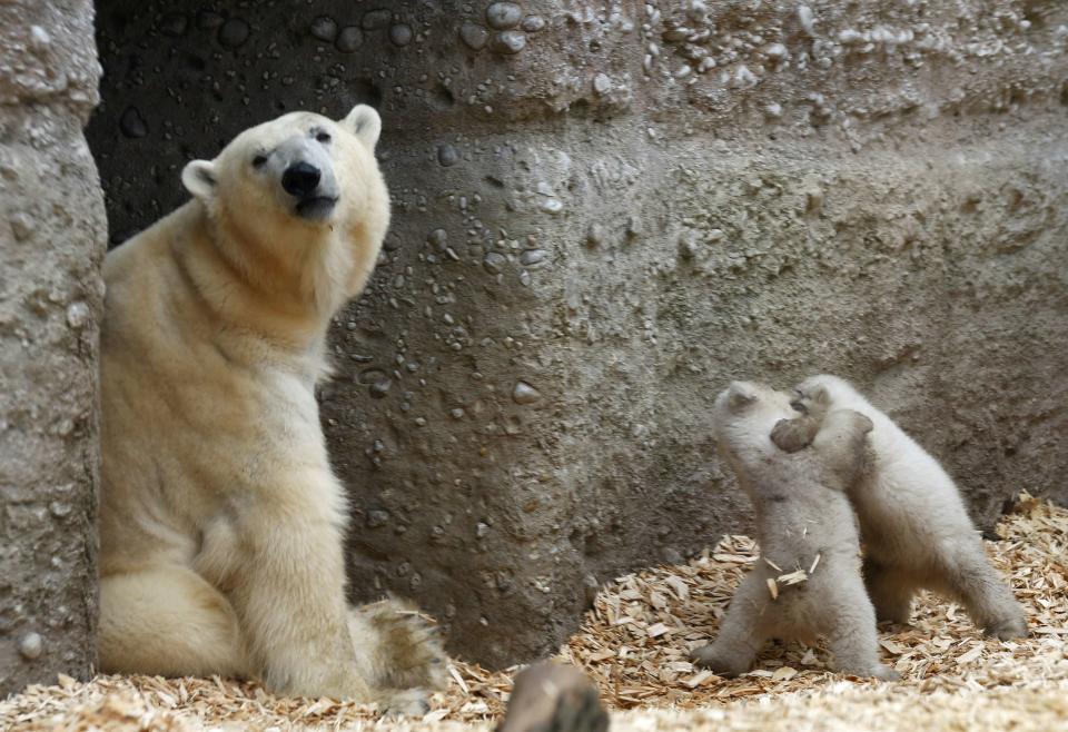 Twin polar bear cubs play next their mother Giovanna outside in their enclosure at Tierpark Hellabrunn in Munich