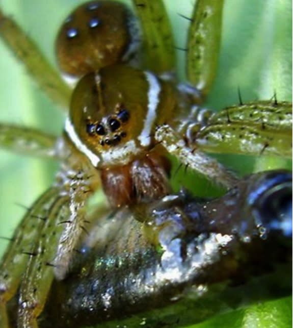 A six-spotted fishing spider (<em>Dolomedes triton</em>) was photographed feeding on what's likely mosquitofish (<em>Gambusia holbrooki</em>) in a garden pond near Lady Lake, Florida.