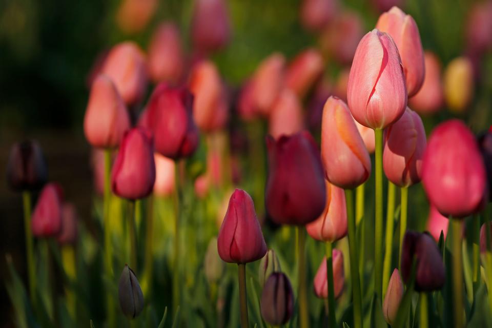 Tulips grow best in rich, fertile, well-drained soil located in a sunny location.