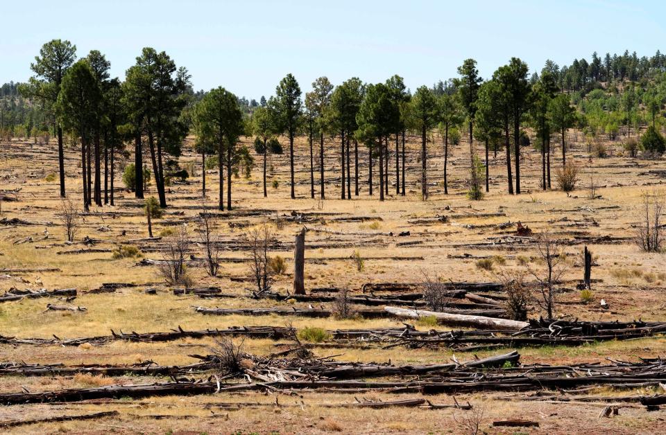 The Rodeo-Chediski Fire burned this section of Ponderosa pine forest west of Clay Springs, pictured on May 19, 2022.