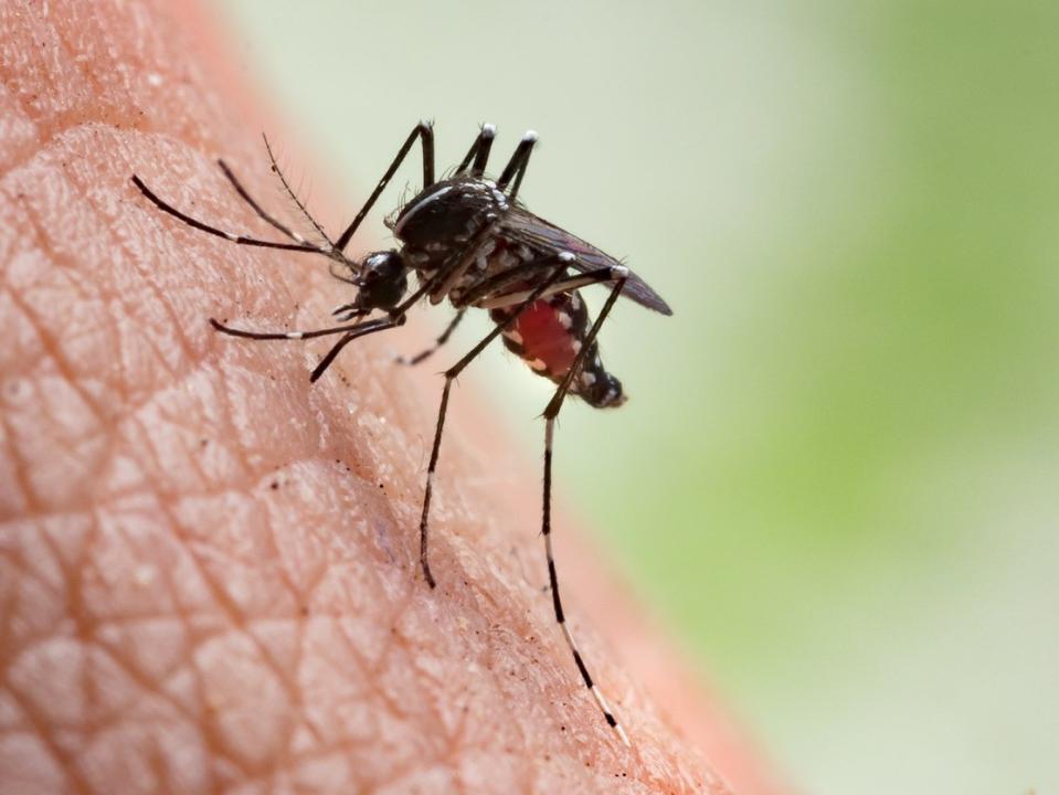 Drug which makes human blood 'lethal' to mosquitoes can reduce malaria spread, study shows