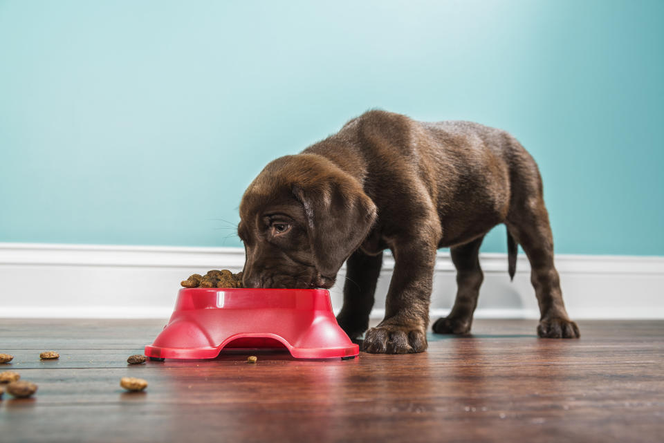 Ein gutes Alleinfuttermittel ist für Hunde essenziell. Die Marke Josera liefert mit seinen Produkten alle wichtigen Nährstoffe. (Bild: Getty Images)