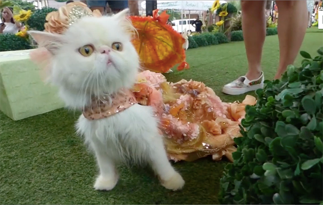 One cat looks horrified to be dressed up in a gown. Photo: Caters