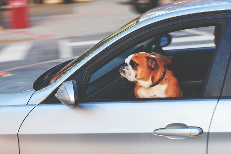 A dog in a car