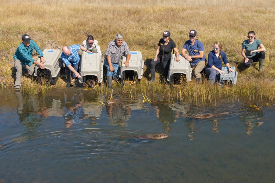 The released beavers spent a few minutes swimming near the kennels and in front of the attendees, waiting for their mother and the youngest kit to join them, before swimming away into their new habitat on October 18, 2023. (CDFW Photo/Travis VanZant)