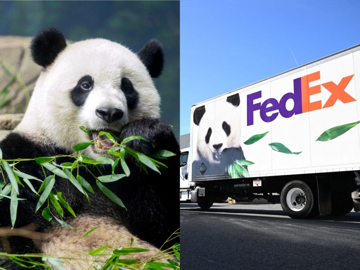 A giant panda eating bamboo; a fedex truck with a panda on it