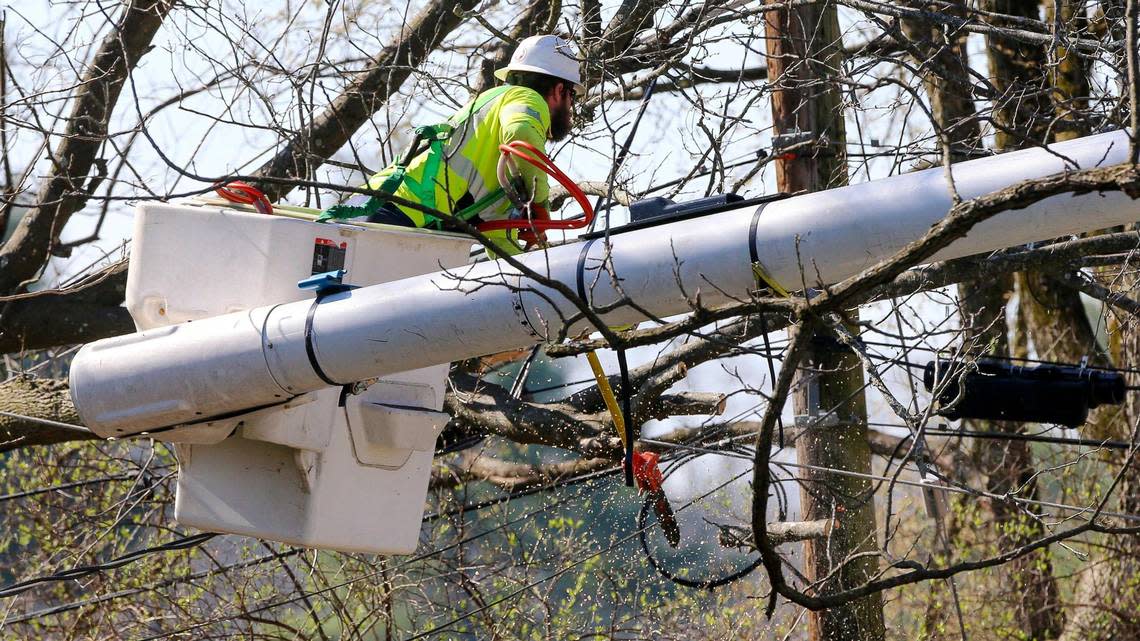 A line worker with Patriot Power works to clear limbs from a fallen tree away from power lines on Tanforan Drive Sunday, March 5, 2023. Two day earlier a strong wind storm knocked out power to much of Lexington, Ky.