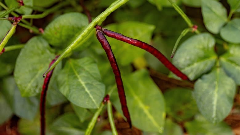 Purple hull pea pods growing on a plant