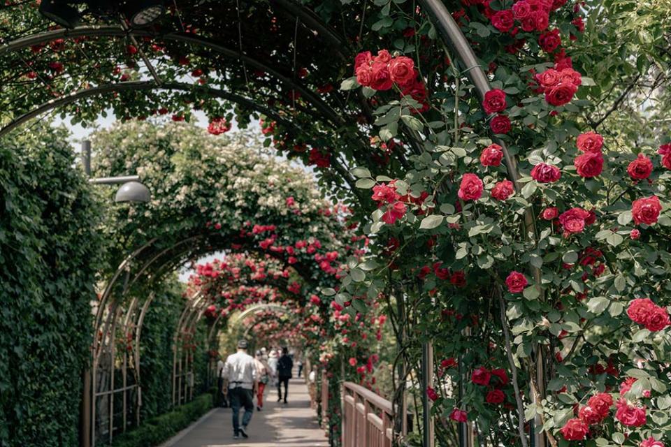 中浪玫瑰花園（Image Source : Getty Creative）