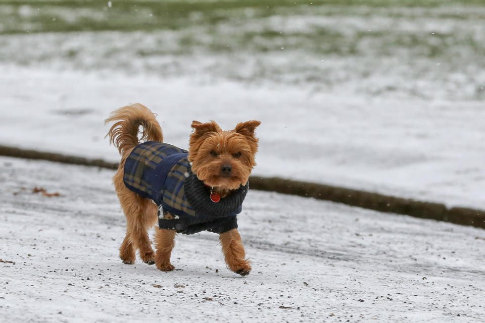 A dog seen in the snow in north London. The Met Office has issued severe amber snow warnings for London and south- east England. (Photo by Dinendra Haria / SOPA Images/Sipa USA)