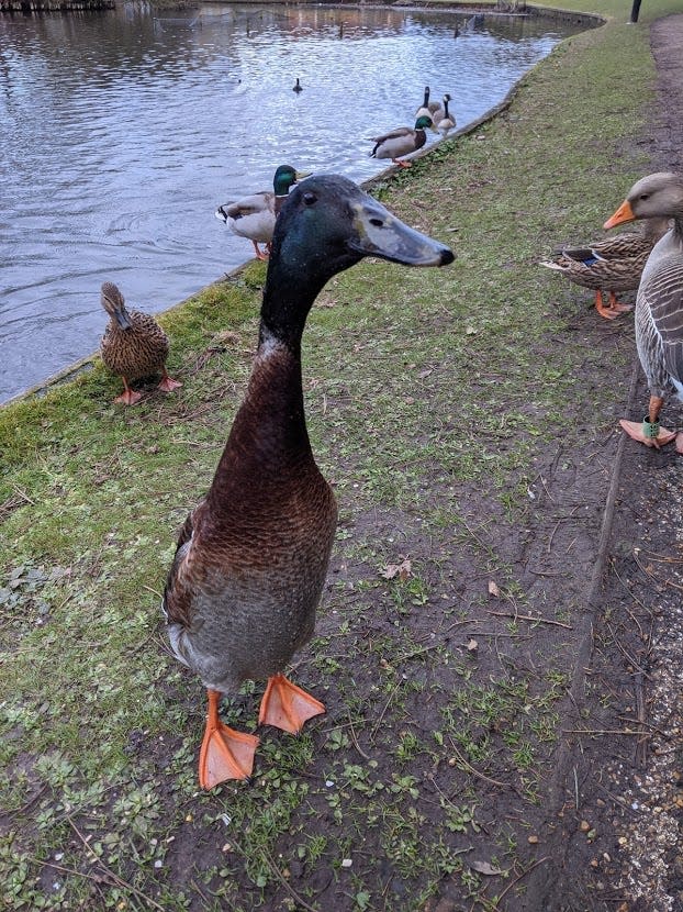 Long Boi the long duck has made a splash on Twitter and amassed more than 20,000 Instagram followers amazed by his longness. He lives on the campus of University of York in England but waddled onto Twitter and Reddit this week.