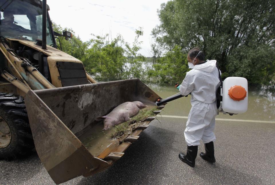 A veterinarian disinfects the body of a drowned pig during heavy floods in the village of Prud