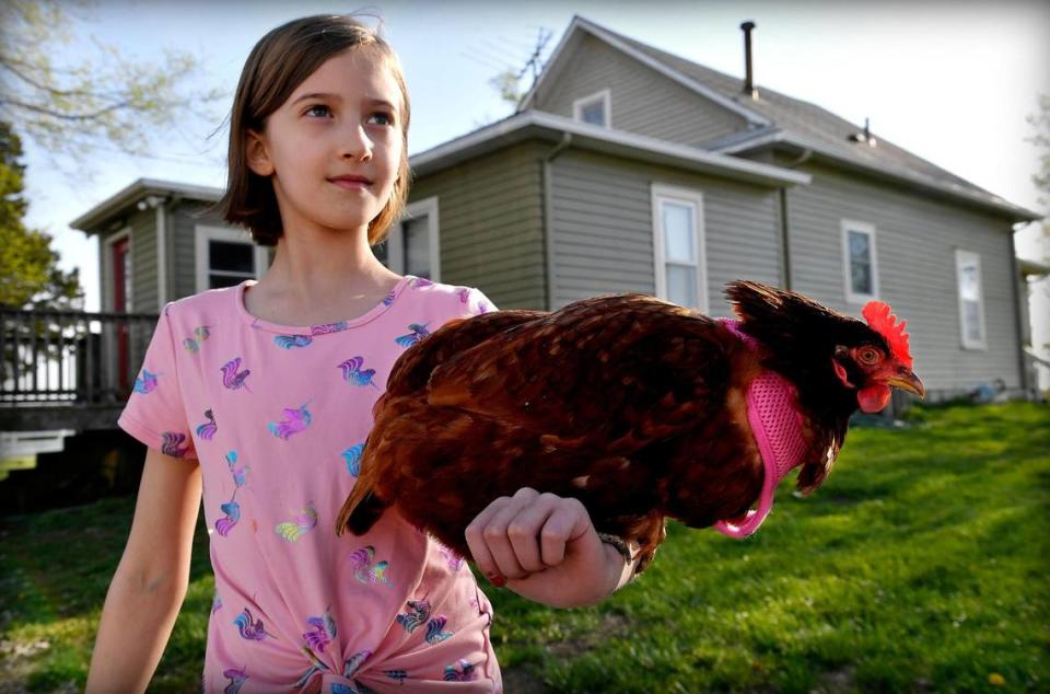 Indigo Williams, 9, holds her pet hen, Hettie, on the family farm near Spring Hill. Her family and their neighbors in northern Miami County want to form a new town in an effort to stop industrial development heading their way from Johnson County.