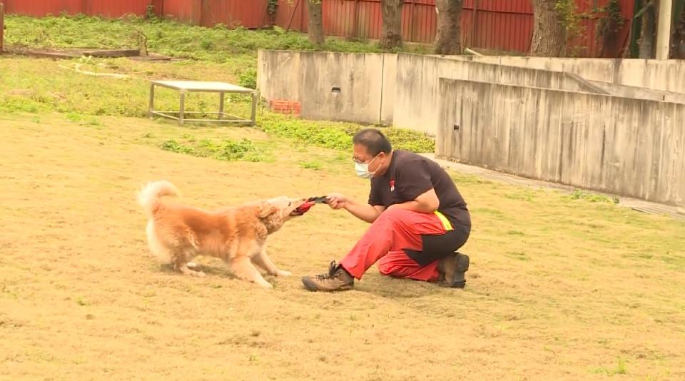 搜救犬的領養資格須經過審核。（圖／東森新聞）