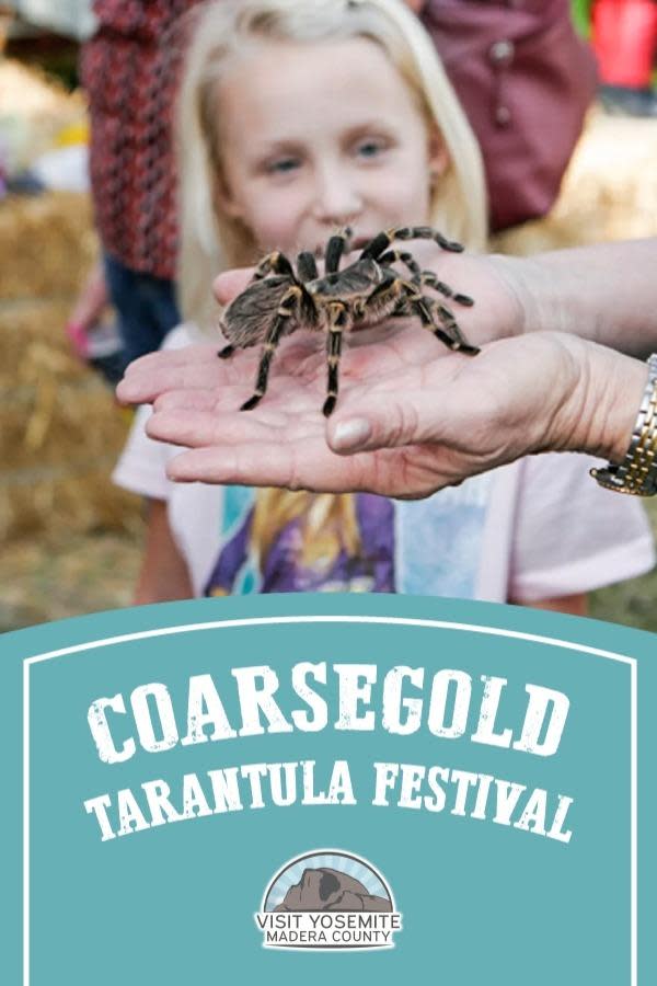 Coarsegold Tarantula Festival USA (Photo: comp)