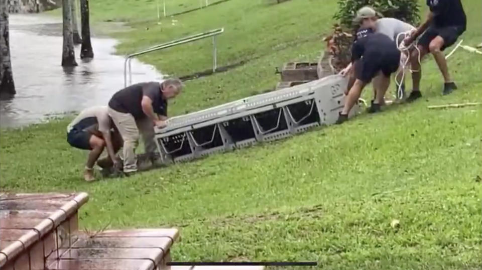 Wildlife rangers trapping a crocodile that was swimming in floodwaters in the middle of the North Queensland town of Ingham following heavy rain and flooding from ex-tropical cyclone Jasper.