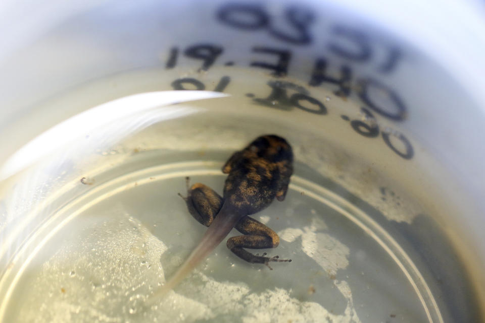 A tadpole swims in a container at the “Tesoros de Colombia” frog breeding center in Cundinamarca, Colombia, Tuesday, April 23, 2019. “Tesoros de Colombia” also helps collectors breed their own frogs, so they can flood the market with legally raised specimens, taking pressure off those living in the wild. (AP Photo/Fernando Vergara)