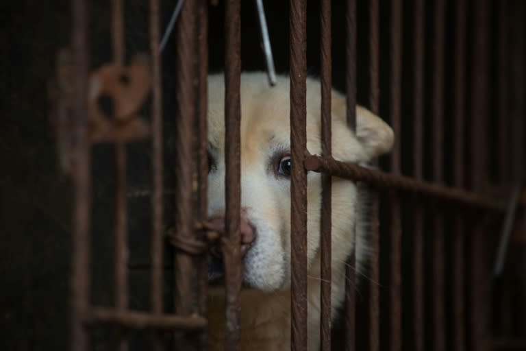 Taiwan banned the slaughter of cats and dogs for food in 2001, although there was no penalty on eating or buying the meat