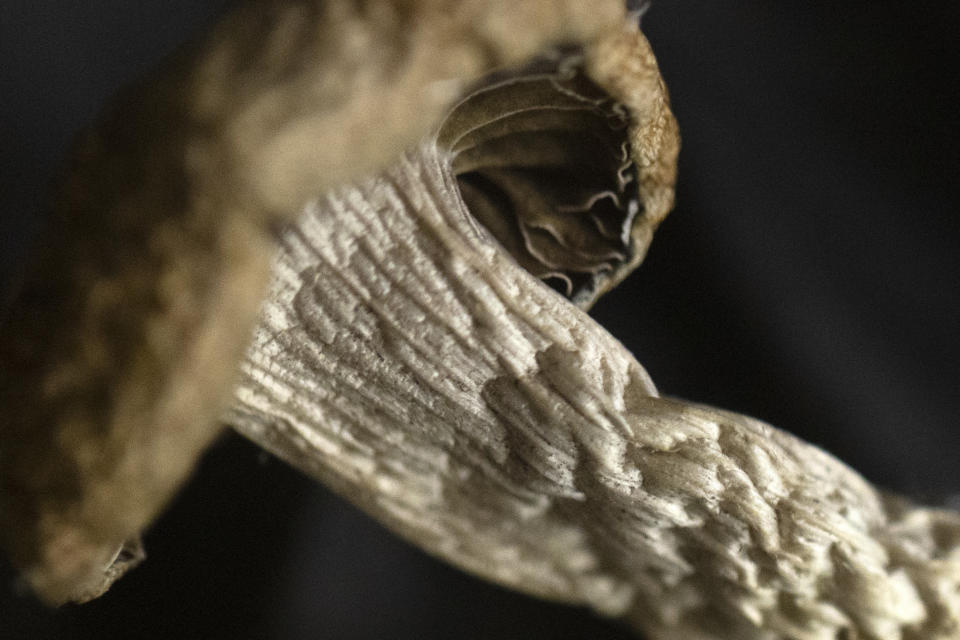 A Golden Teacher mushroom is displayed at Epic Healing Eugene, Oregon’s first licensed psilocybin service center, Friday, Aug. 4, 2023, in Eugene, Ore. Epic Healing Eugene opened in June, marking the state’s unprecedented step in offering the mind-bending drug to the public. The center now has a waitlist of more than 3,000 names, including people with depression, PTSD or end-of-life dread. (AP Photo/Jenny Kane)