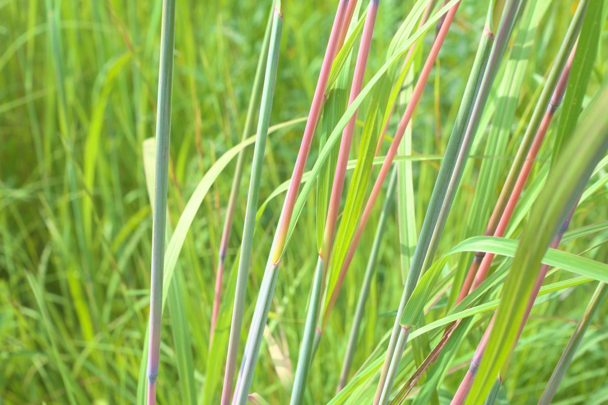 close up of stems of Big Bluestem Grass