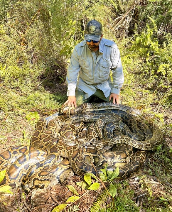 Conservancy wildlife biologist Ian Bartoszek with a large mating ball of pythons captured in southwest Florida (Credit: Conservancy of Southwest Florida)