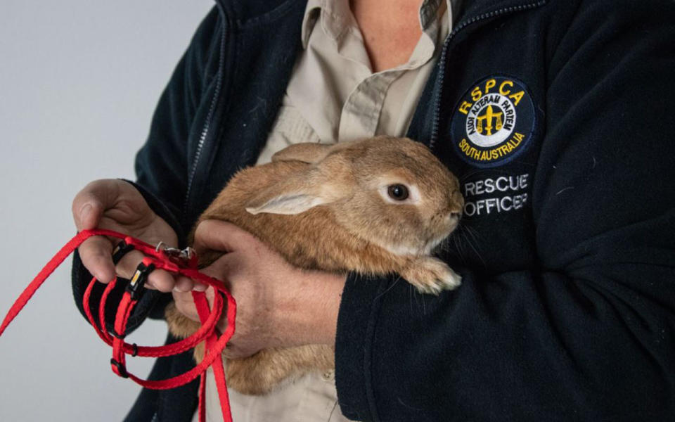 An abandoned rabbit was found inside a Lorna Jane bag at Adelaide Airport. Source: RSPCA SA