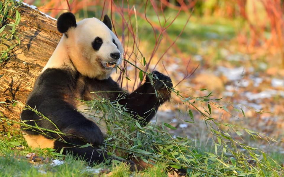 Yuang Guang at Edinburgh Zoo