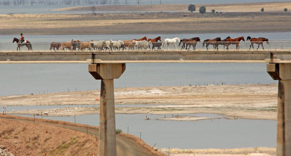 About 1500 cattle moving across the Fairbairn Dam wall in Emerald, Queensland.