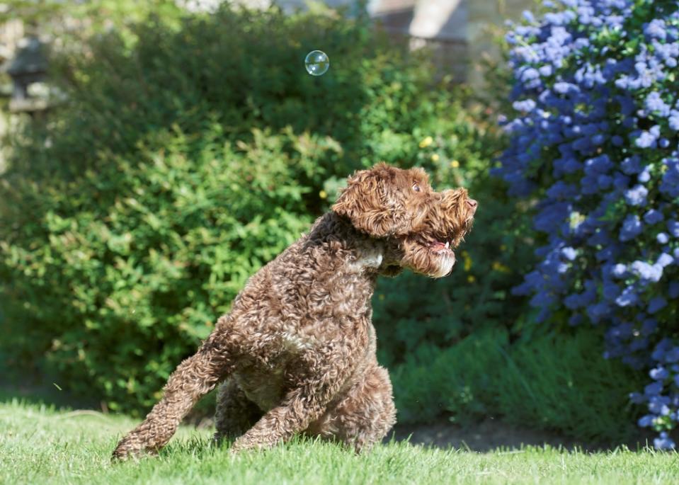 Shelby, a cockapoo dog, loves chasing bubbles. Although she does not always get their location right, she still eagerly jumps all over the place for them. — Picture by Philippa Huber/The Comedy Pet Photo Awards 2024