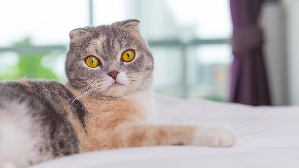 Scottish fold cat