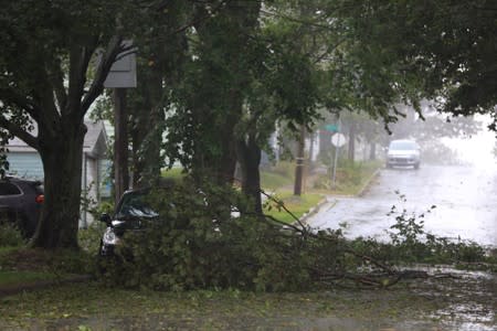 A tree lays on a car on Columbus Street during the arrival of Hurricane Dorian in Halifax, Nova Scotia