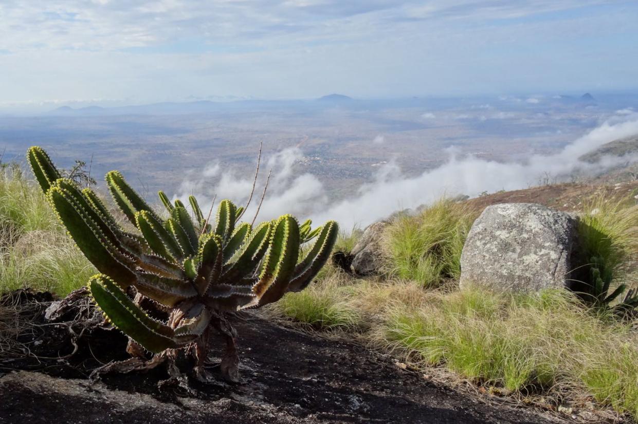 Euphorbia mlanjeana en Monte Ribaue, Mozambique. <a href="https://commons.wikimedia.org/wiki/File:Euphorbia_sp._on_Mount_Ribaue_(10208476246).jpg" rel="nofollow noopener" target="_blank" data-ylk="slk:Tom Rulkens;elm:context_link;itc:0;sec:content-canvas" class="link ">Tom Rulkens</a>, <a href="http://creativecommons.org/licenses/by-sa/4.0/" rel="nofollow noopener" target="_blank" data-ylk="slk:CC BY-SA;elm:context_link;itc:0;sec:content-canvas" class="link ">CC BY-SA</a>