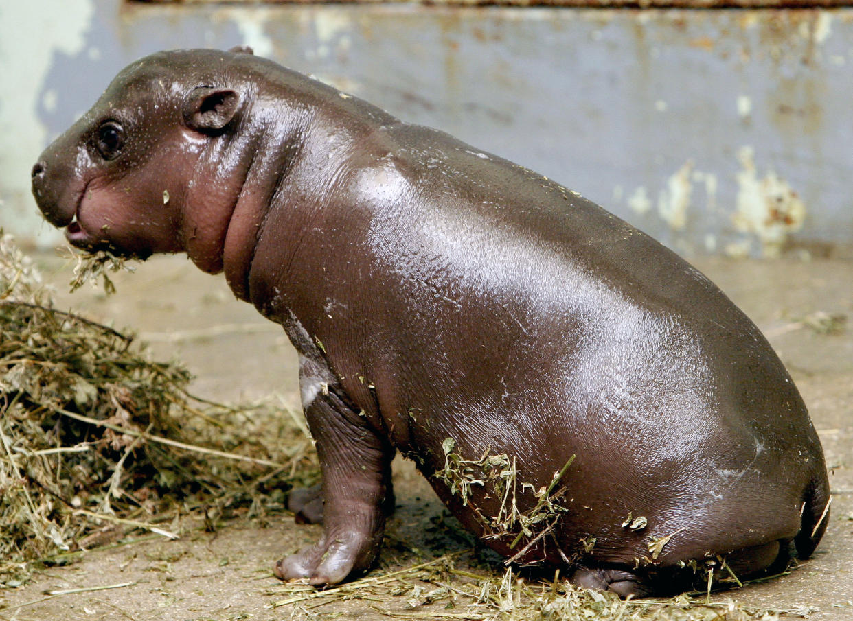 FRANCE HIPPO