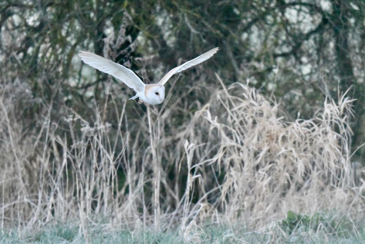 Barn owl in flight (South Downs National Park Authority/PA)