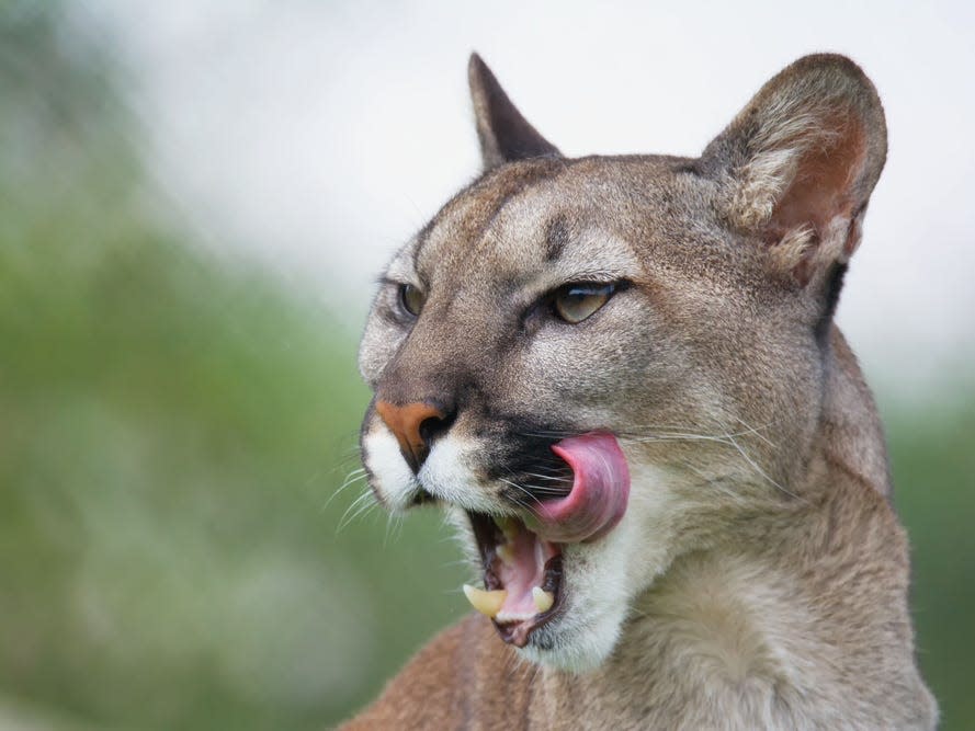 A mountain lion licks its lips.