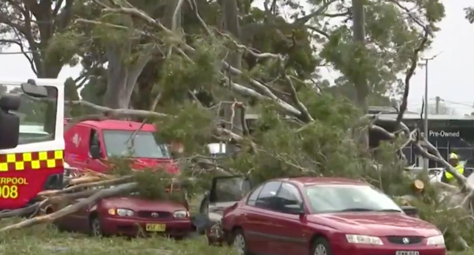 Cars were seen crushed beneath massive branches on Hume Highway. Source: Nine News 