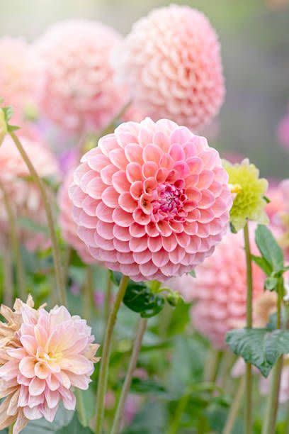 a closeup of a pink dahlia