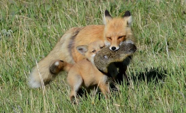 A red fox and her pup with a meal of a ground squirrel.