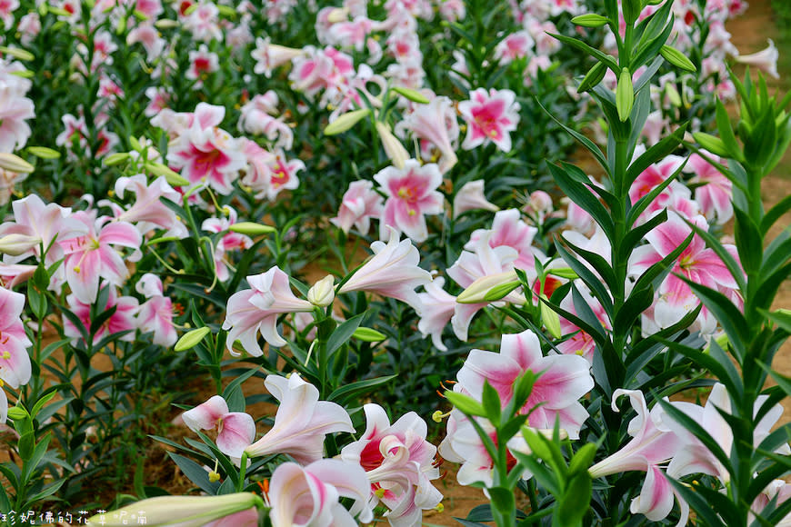 新北淡水｜奎柔山路百合花園