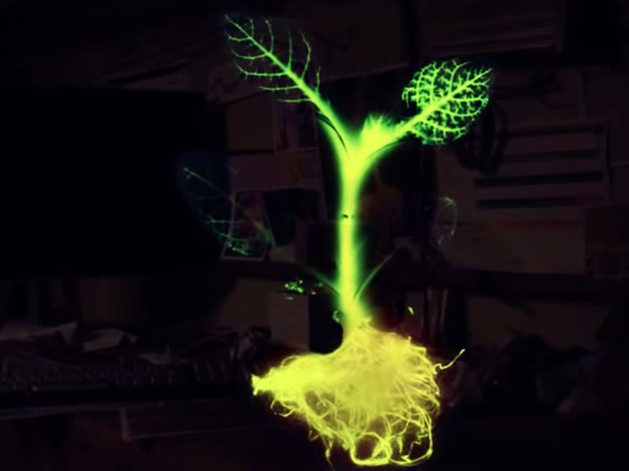 Glowing Plant