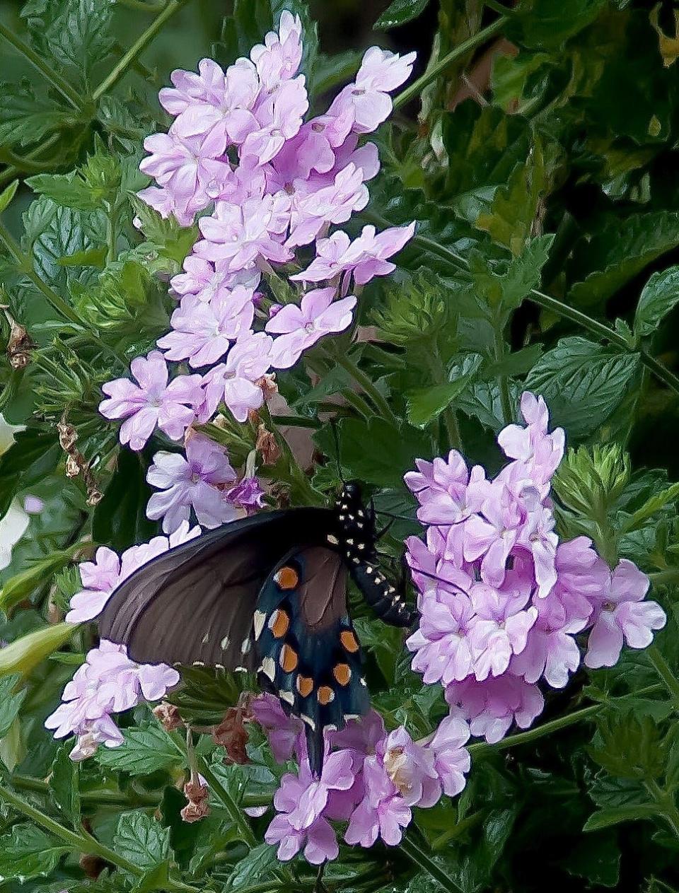 Superbena Pink Cashmere verbena brought in this Pipevine Swallowtail in September making it a trifecta as it had already played host to Eastern Tiger Swallowtails and Spicebush Swallowtails.