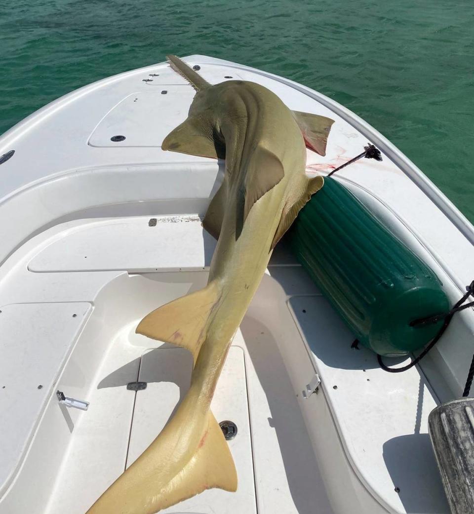 An 11-foot sawfish weighing between 400 and 500 pounds was found dead near Marvin Key in the Lower Keys on April 6, 2021, police said.